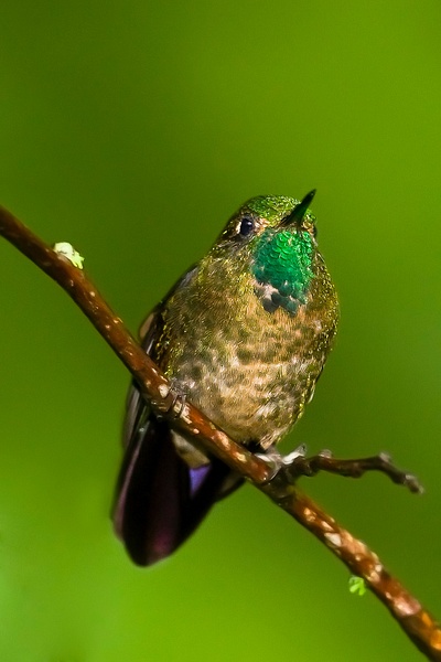 Tyrian Metaltail-2 - Lynda Goff Photography