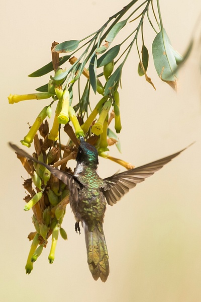 White-bellied Hummingbird-4-Edit-2 - Lynda Goff Photography