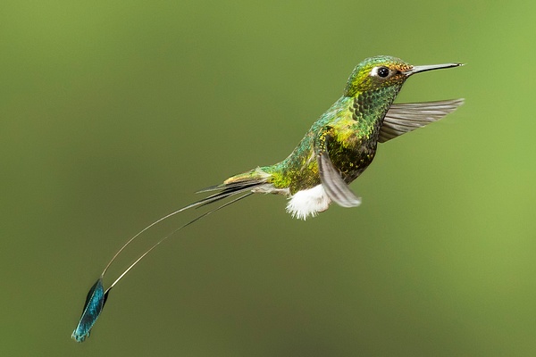 Booted racket-tail-4 - Lynda Goff Photography