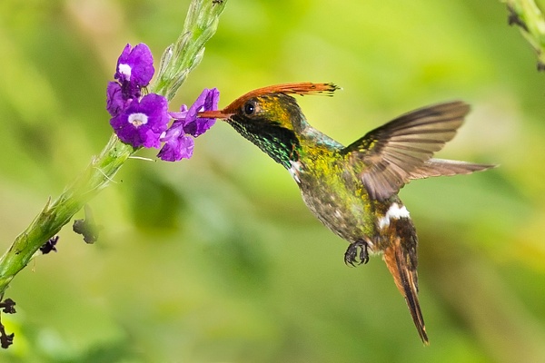 Ruffous-crested Coquette-6-Edit - Lynda Goff Photography
