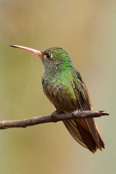 Rufous-tailed Hummingbird-1 - Lynda Goff Photography