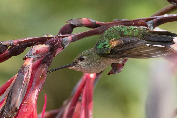 Stripe-tailed Hummingbirds-2 - Lynda Goff Photography
