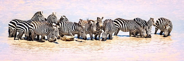 Common Zebra -Ndutu, Tanzania - Lynda Goff Photography 