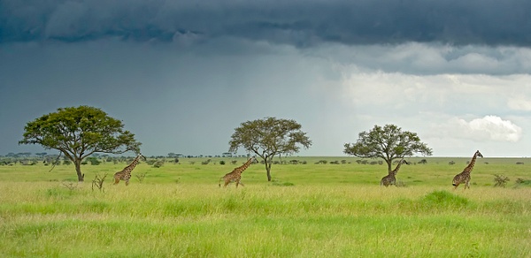 Masai Giraffes - Ndutu, Tanzania - Africa - Lynda Goff Photography 