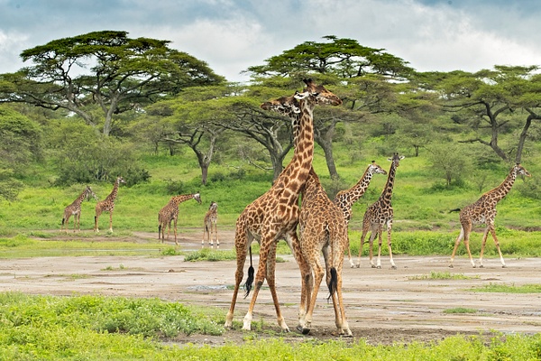 Masai Giraffe - Lynda Goff Photography 