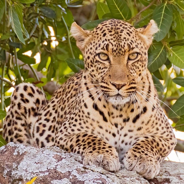 Leopard female near her two hidden cubs.  Serengeti - Lynda Goff Photography 