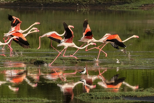 Greater Flamingo - Ndutu, Tanzania - Africa - Lynda Goff Photography 