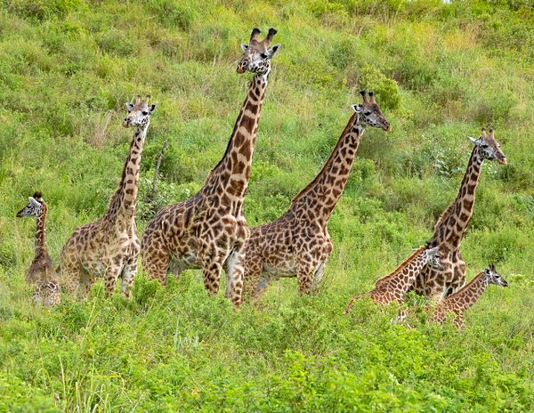 Masai Giraffe - Africa - Lynda Goff Photography 