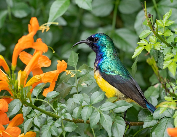 Variable Sunbird - African Tulip Hotel Garden, Arusha - Lynda Goff Photography