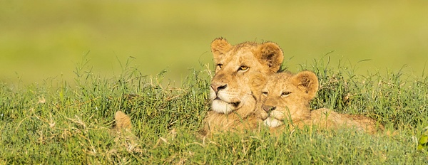 Lioness and Juvenile at dawn - Ngorongoro Crater - Africa - Lynda Goff Photography 