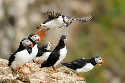 Puffins - Lynda Goff Photography