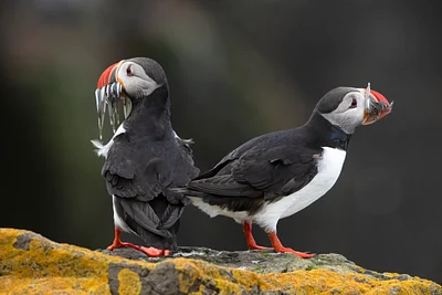 Puffins - Lynda Goff Photography