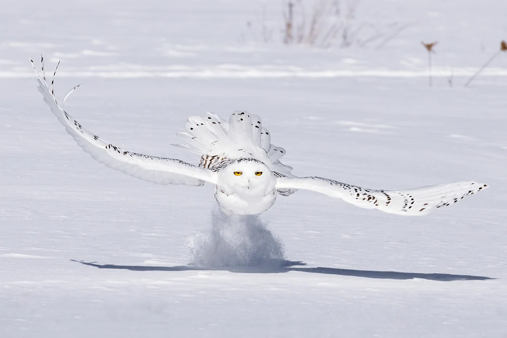 SnowyOwl 7225