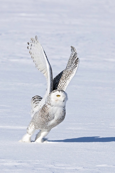 Snowy Owl - Lynda Goff Photography 