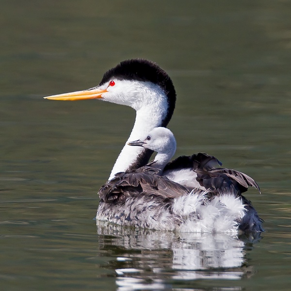 Clark's Grebe - Juvenile riding on back of Adult - Lynda Goff Photography