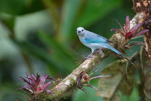 Blue-gray Tanager - Lynda Goff Photography