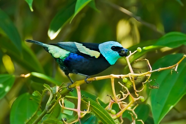 Blue-necked Tanager - Lynda Goff Photography