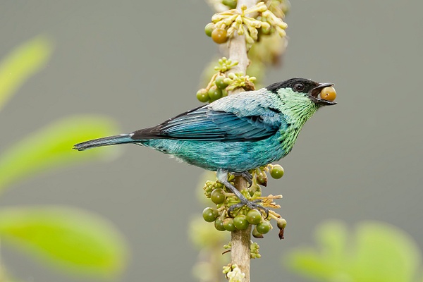 Black-capped Tanager - Lynda Goff Photography