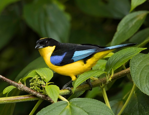 Blue-winged Mountain Tanager - Lynda Goff Photography