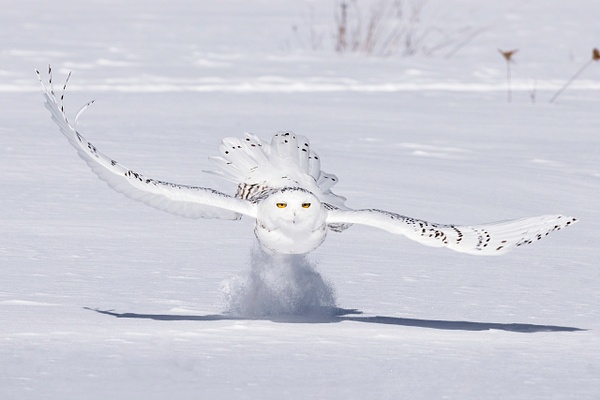 Snowy Owl  lifting with prey - Lynda Goff Photography