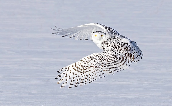 Snowy Owl  - heavily patterned - Lynda Goff Photography 