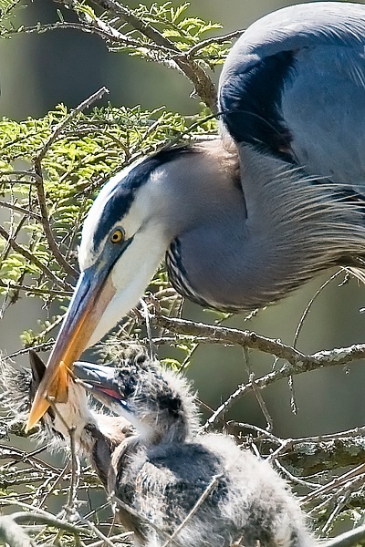 Great Blue Heron-19 - Lynda Goff Photography