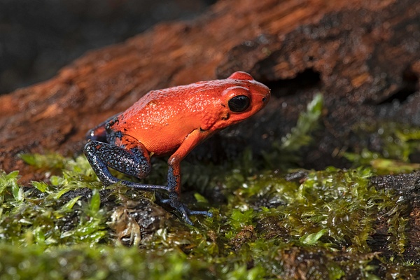 Bluejeans Dart Frog _60I9375-220181113_-2352-PSedit - Macro and Microphotographs - Lynda Goff Photography 