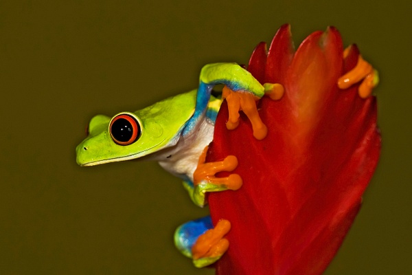 Red-eyed Tree Frog-23-2362-PSedit - Macro and Microphotographs - Lynda Goff Photography 