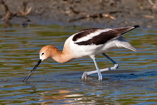 American Avocet-7 - Plovers and Allies Slideshow - Lynda Goff Photography 