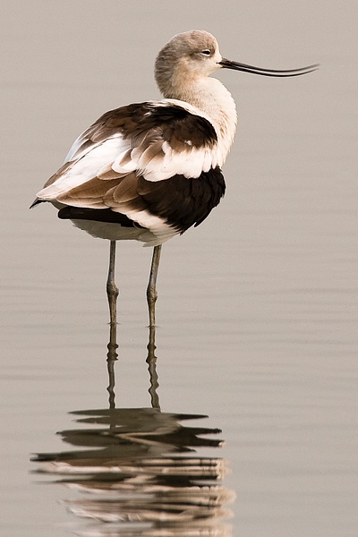American Avocet-25 - Plovers and Allies Slideshow - Lynda Goff Photography