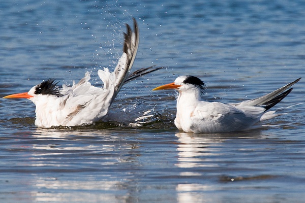 Elegant Tern-4 - Plovers and Allies Slideshow - Lynda Goff Photography 