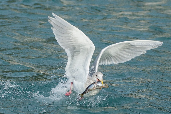 Glaucous-winged Gull-13 - Lynda Goff Photography 