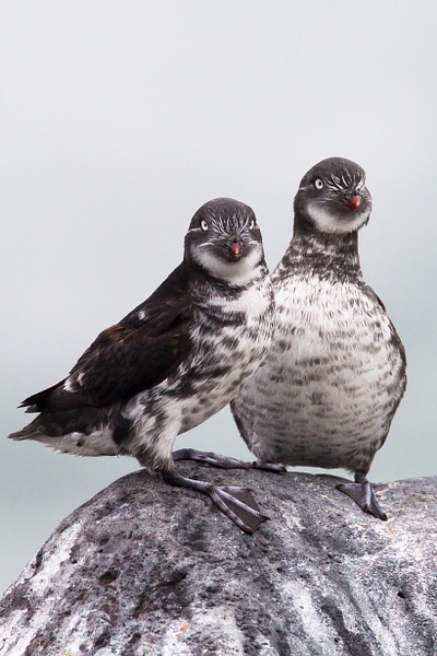 Least Auklet-13 - Plovers and Allies Slideshow - Lynda Goff Photography 