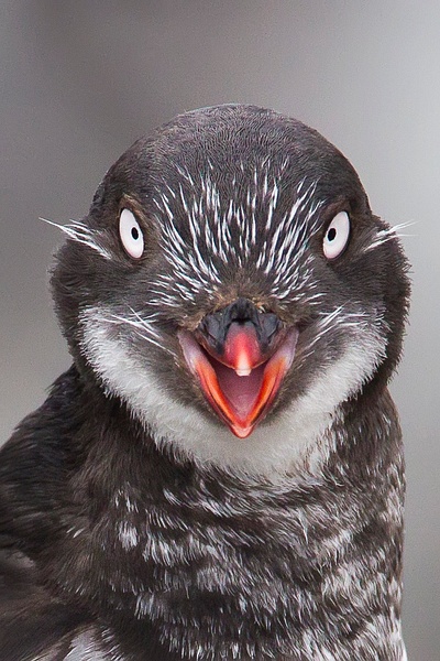 Least Auklet-35-Edit - Plovers and Allies Slideshow - Lynda Goff Photography 