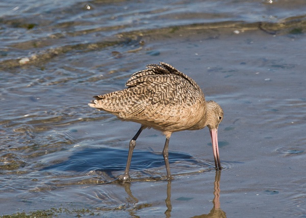 Marbled Godwit-2 - Plovers and Allies Slideshow - Lynda Goff Photography 