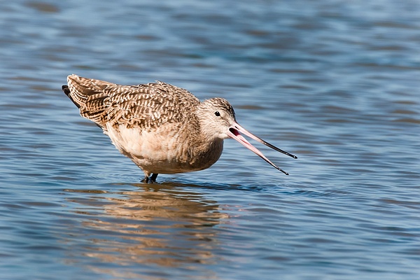 Marbled Godwit-7 - Plovers and Allies Slideshow - Lynda Goff Photography