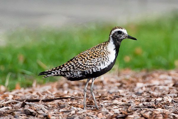 Pacific Golden Plover-2 - Plovers and Allies Slideshow - Lynda Goff Photography 