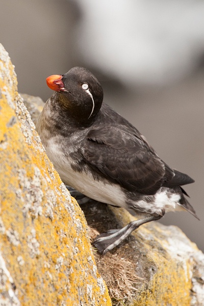 Parakeet Auklet-24 - Plovers and Allies Slideshow - Lynda Goff Photography 