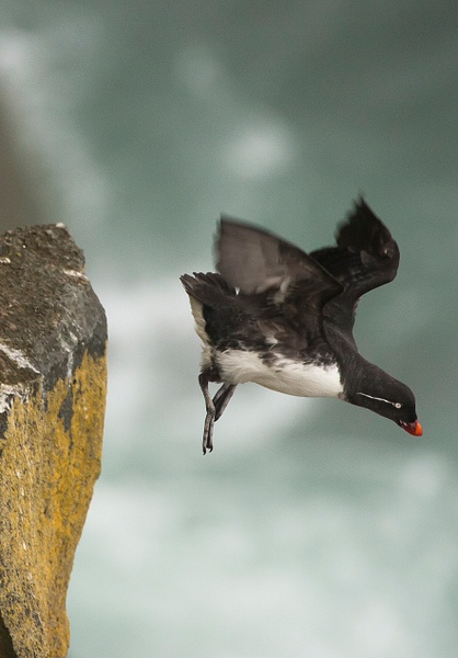 Parakeet Auklet-25 - Plovers and Allies Slideshow - Lynda Goff Photography