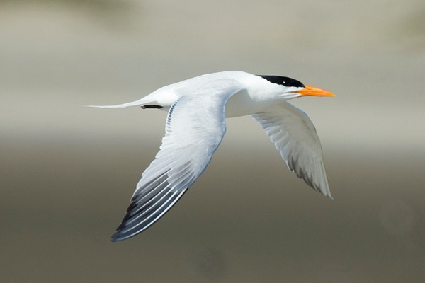 Royal Tern-2 - Plovers and Allies Slideshow - Lynda Goff Photography 