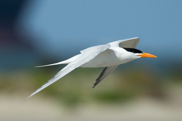 Royal Tern-3 - Lynda Goff Photography