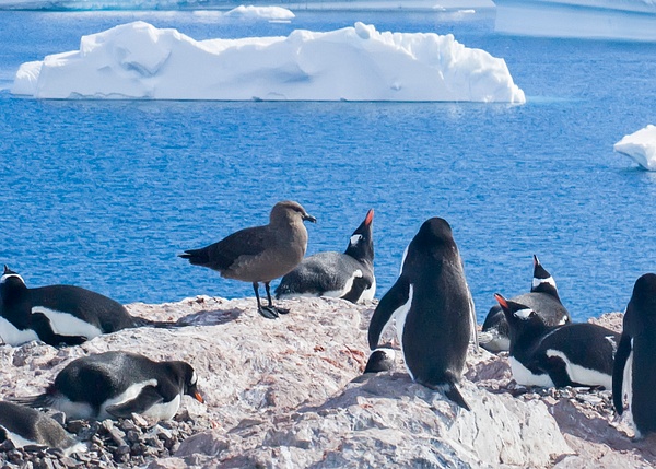 South Pole Skua-9-2 - Plovers and Allies Slideshow - Lynda Goff Photography