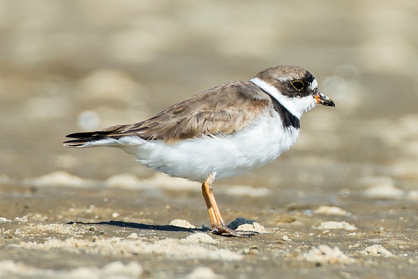 Semipalmated Plover-2-2 - Plovers and Allies Slideshow - Lynda Goff Photography
