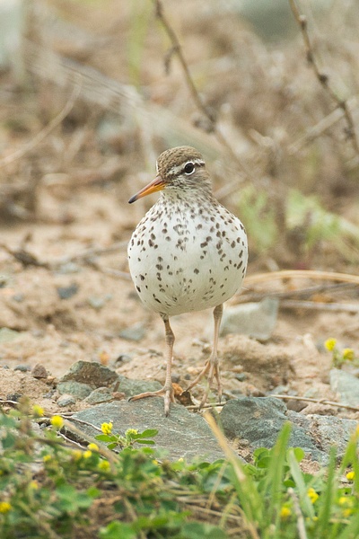 Spotted Plover-9 - Plovers and Allies Slideshow - Lynda Goff Photography 