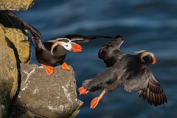 Tufted Puffin-35 - Plovers and Allies Slideshow - Lynda Goff Photography 