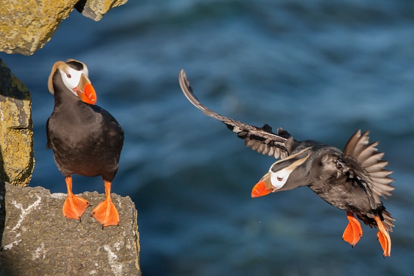 Tufted Puffin-36 - Plovers and Allies Slideshow - Lynda Goff Photography