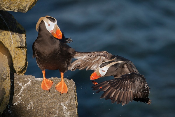 Tufted Puffin-37 - Plovers and Allies Slideshow - Lynda Goff Photography