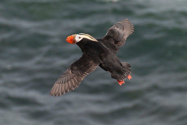 Tufted Puffin-64 - Plovers and Allies Slideshow - Lynda Goff Photography 
