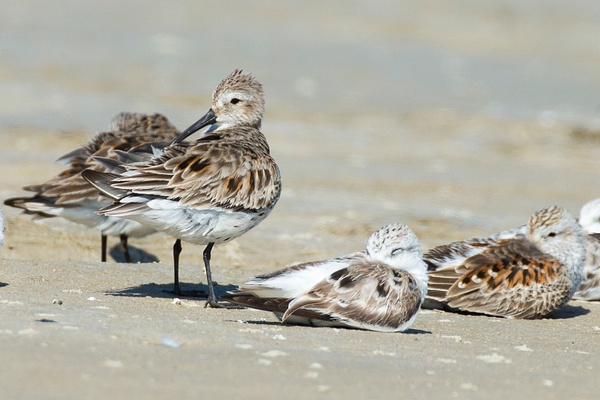 Western Sandpiper-2 - Plovers and Allies Slideshow - Lynda Goff Photography