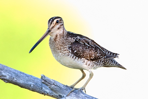 Wilson's Snipe-5 - Plovers and Allies Slideshow - Lynda Goff Photography